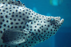 沖縄美ら海水族館